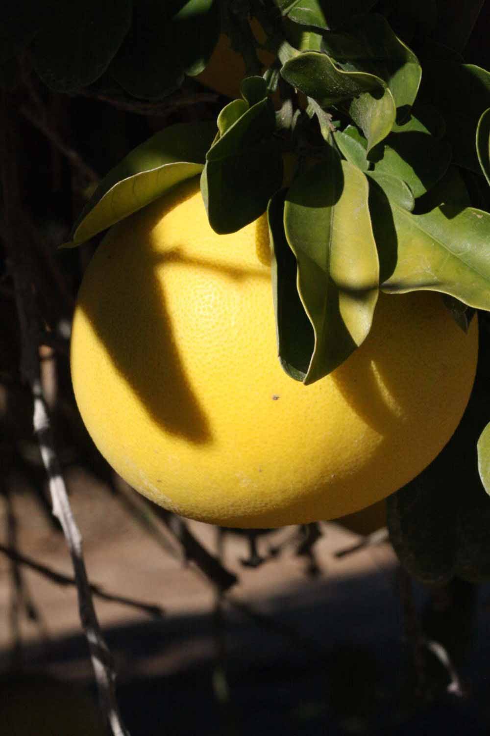            Fruit (Riverside, CA)   